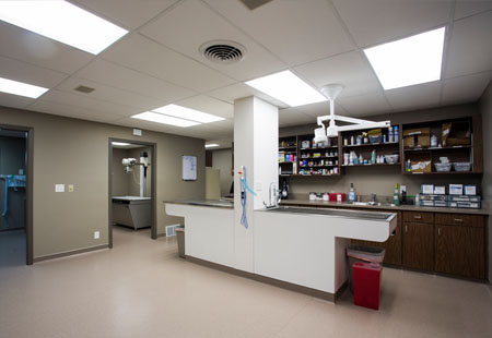 omaha, NE pet dental care