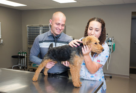 omaha puppy kitten care